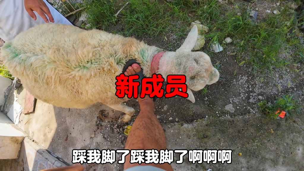 这个家不能让一只羊说了算，今天又来一名新成员，羊以后的日子不