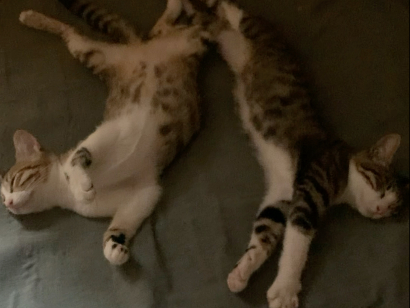 这是外婆家喜欢出洋相的两只狸花猫