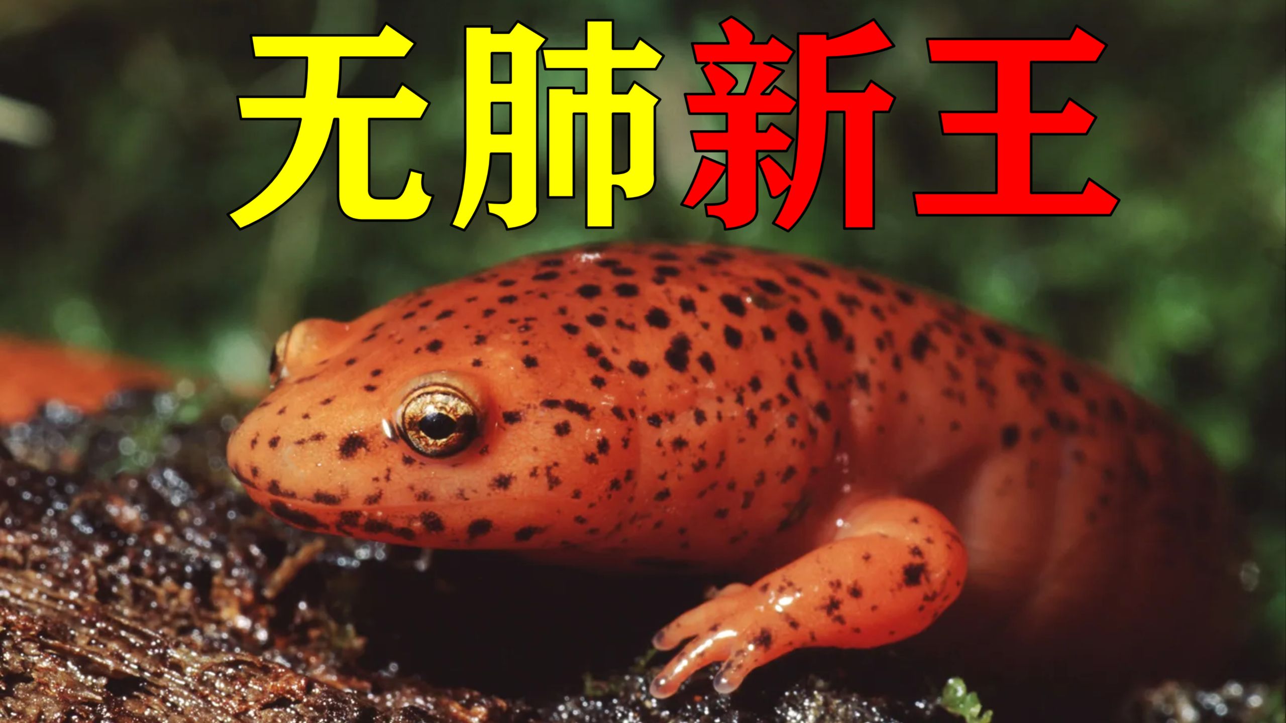 无肺螈科的新王：强颌螈&脊口螈的演化史