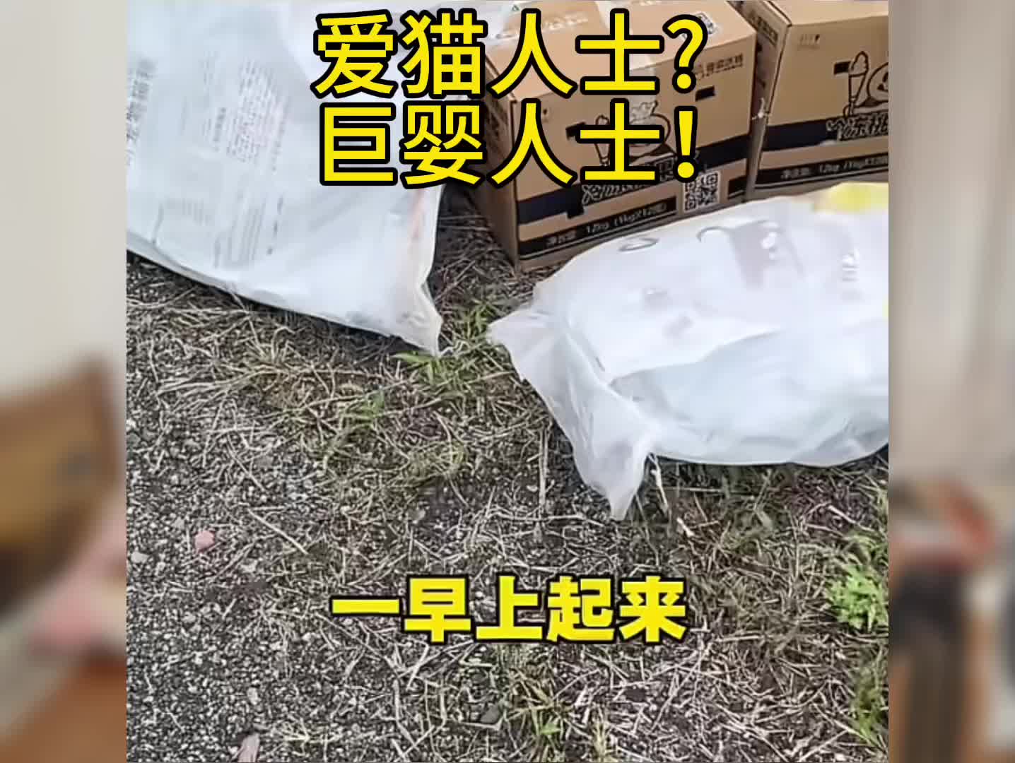爱猫人士这下又把事闹大了
