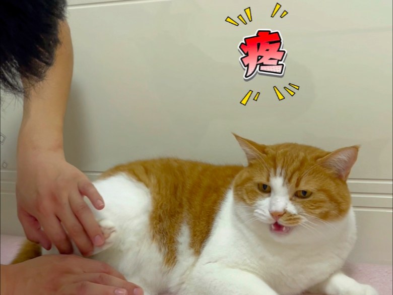 注意了！家里有这种梯子猫爬架的一定不要留缝隙