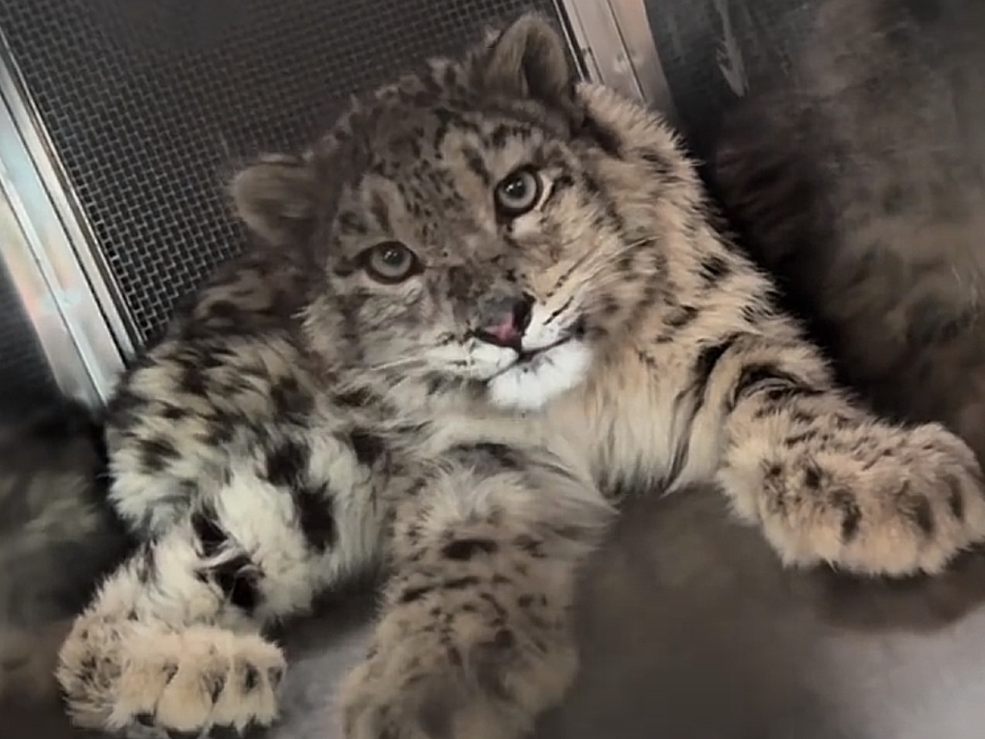 西野，凌小芒的救助；可以说这15分钟是含泪看完的，小芒失去了妈妈