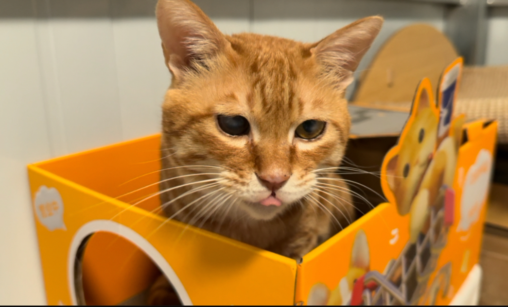 哟哟哟 这不小橘猫嘛 几天不见 这么瓜了