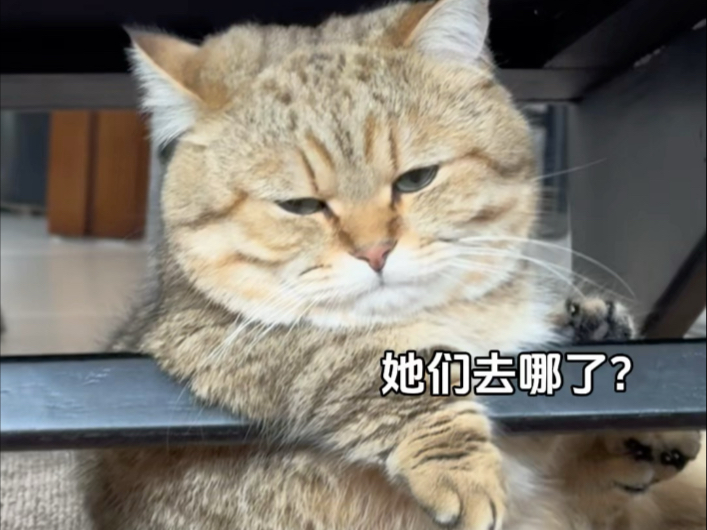 咪失去的ee，还能再回来吗？