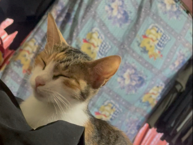 太 了，直接撸秃掉