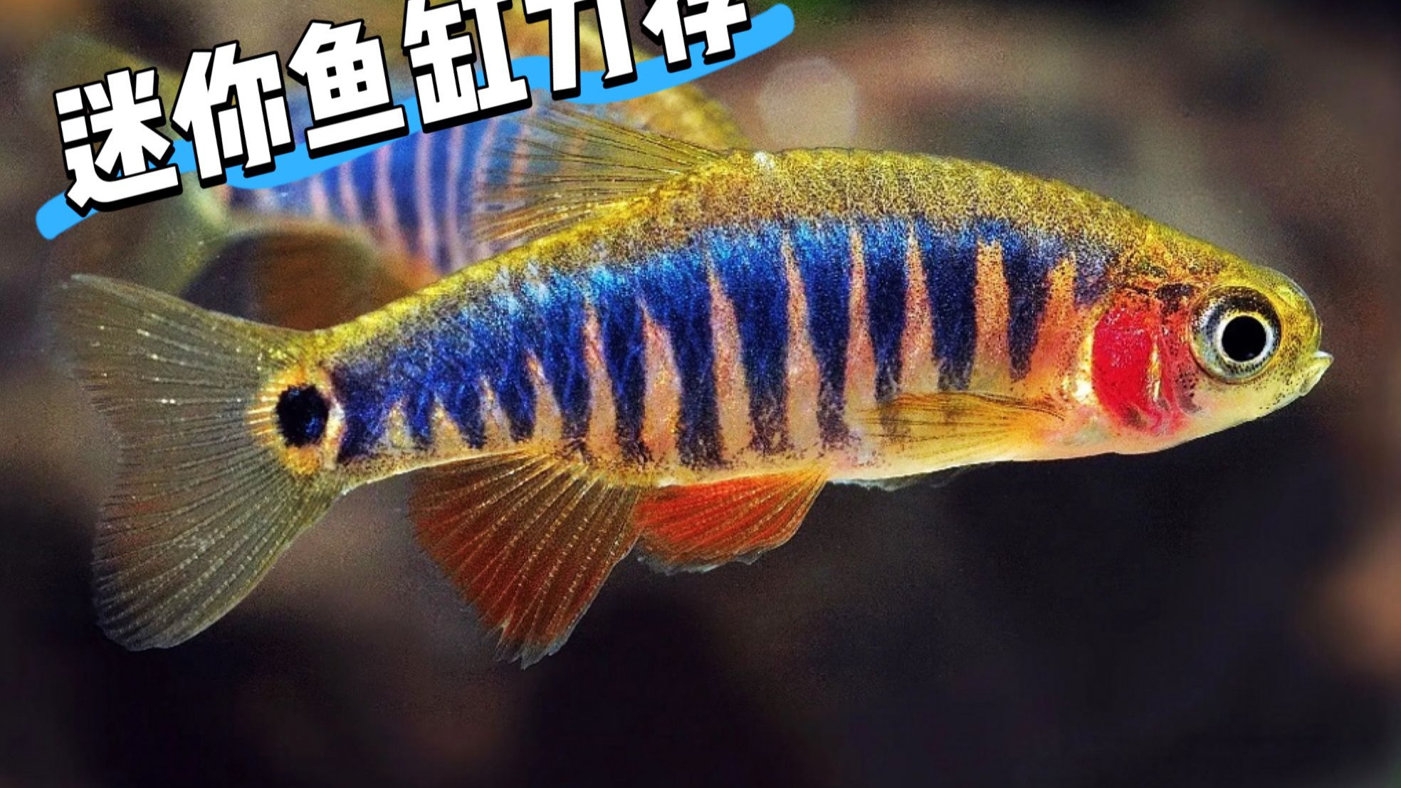 小型鱼缸养什么鱼好？推荐这五种啦！包满意的