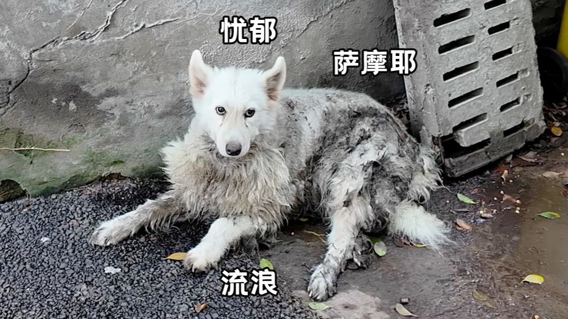 谁家的小胖墩走丢了吗？