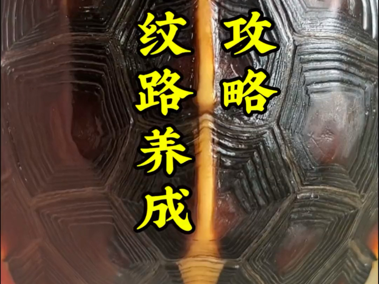 黄缘纹路养成攻略