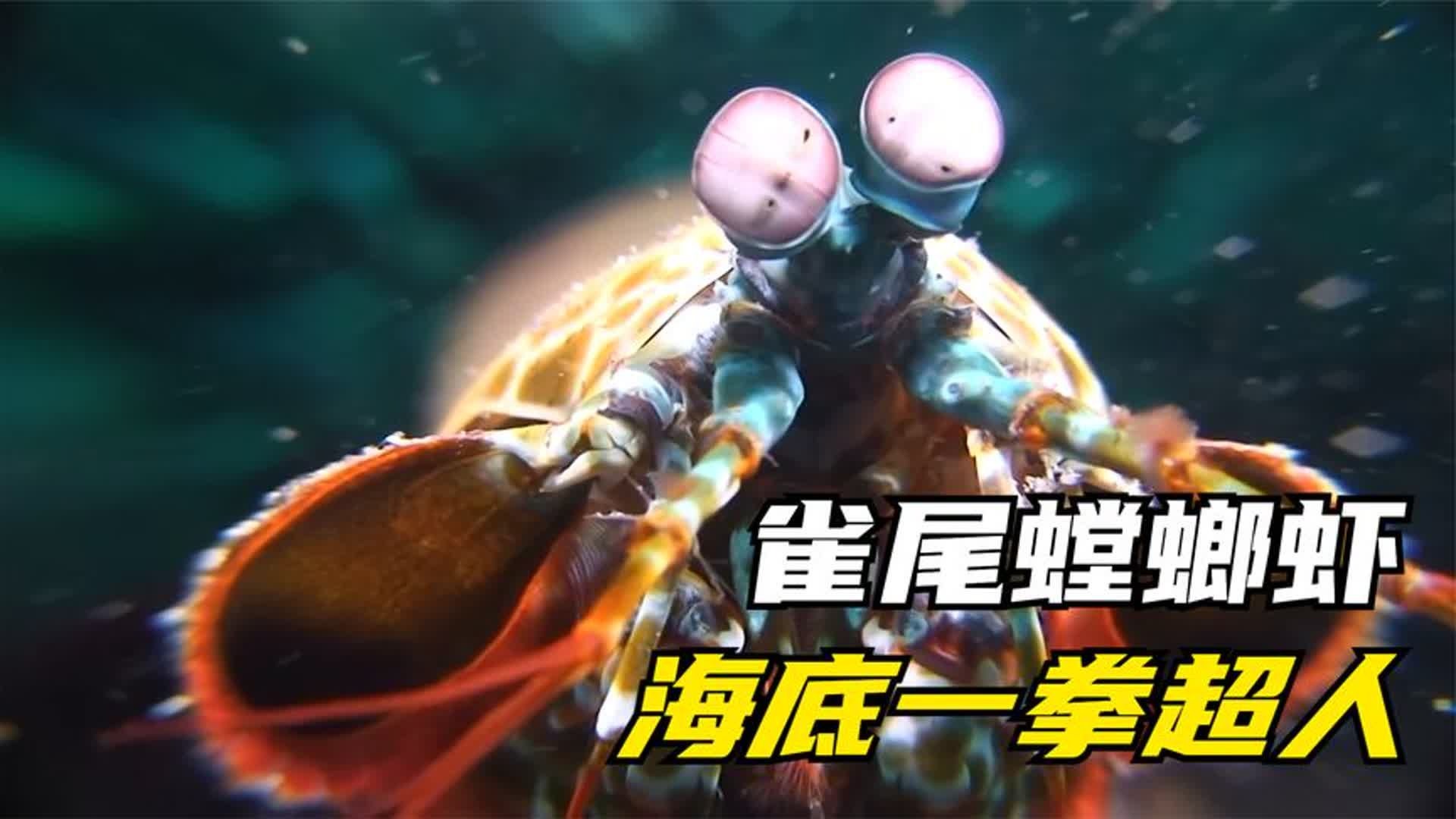 雀尾螳螂虾究竟有多厉害？出拳速度比子弹都要快！
