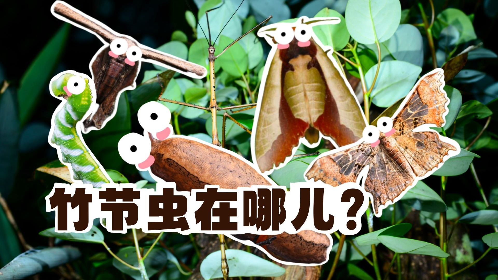 【竹节虫】和竹子没关系？