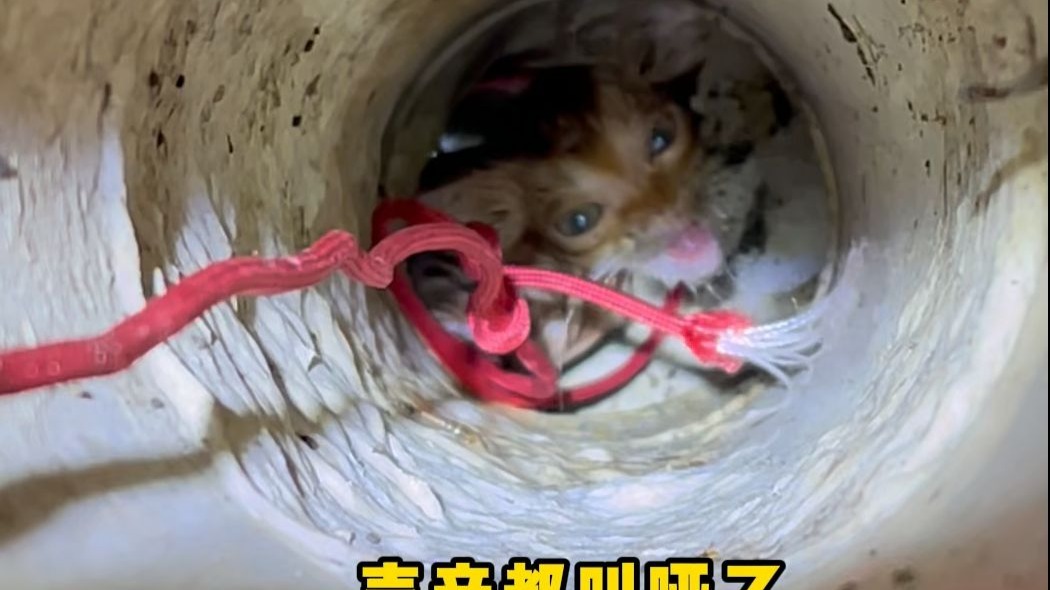 全身湿透掉进管道里的小猫，被困超过48小时！