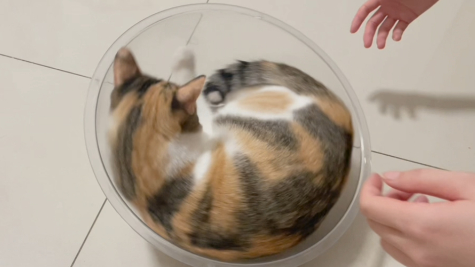 一坨小汤圆和一大坨面包在太空舱发酵过程