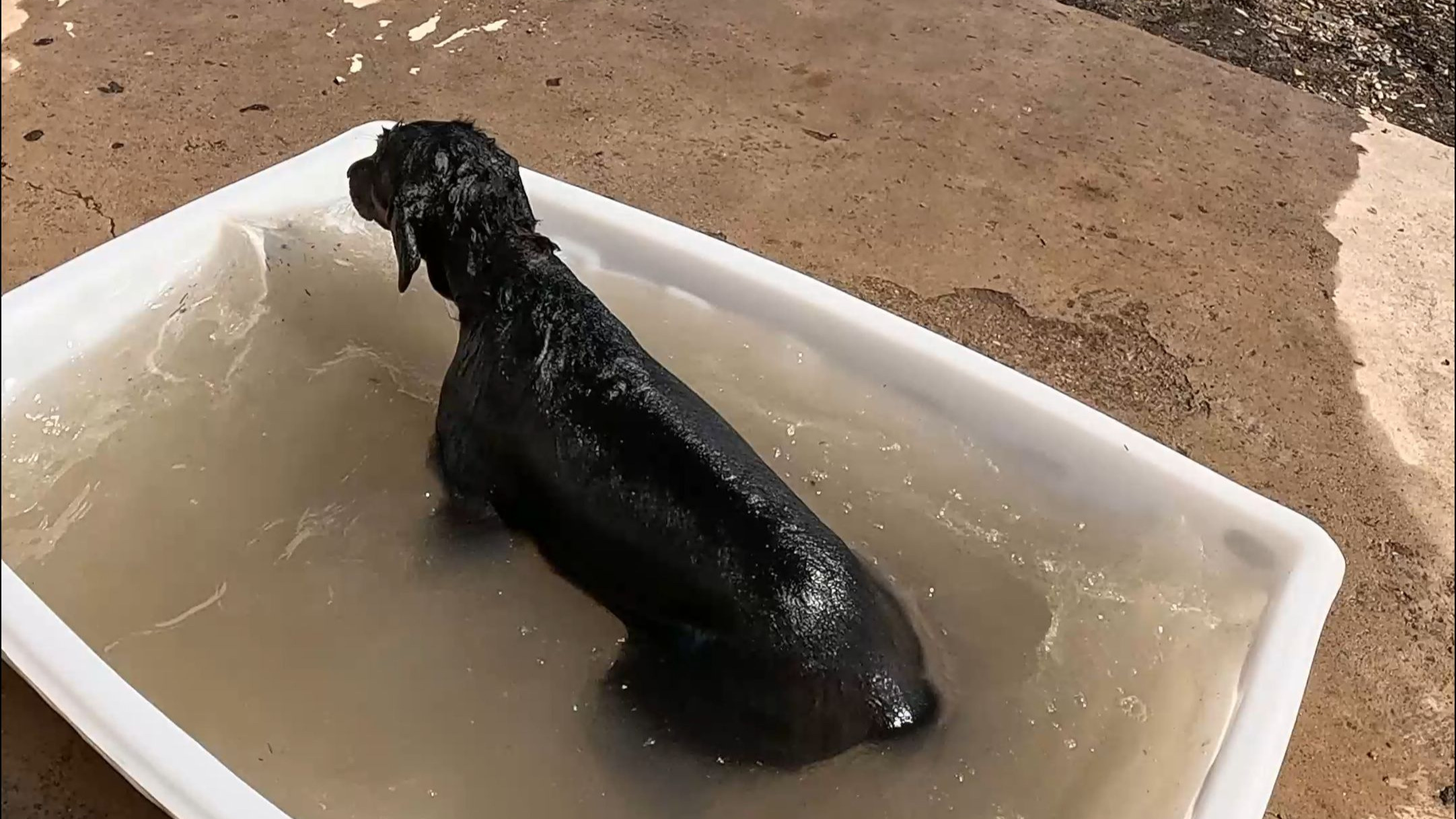 给蒙古獒洗澡，顺便介绍一下蒙古獒六兄弟