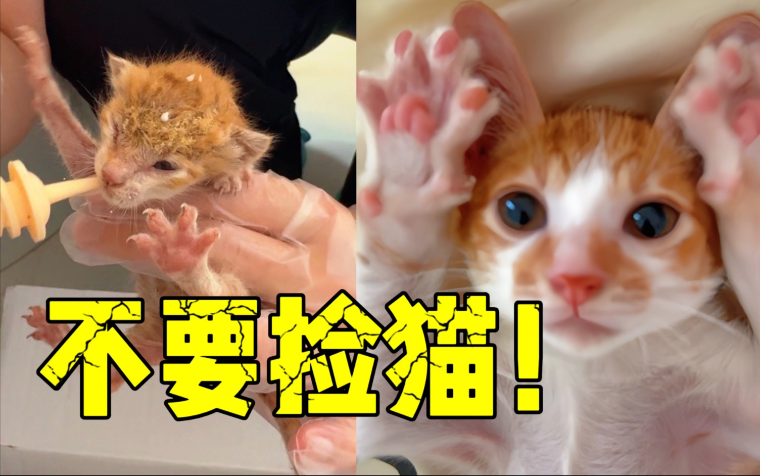 救命!我是大冤种这件事在小区流浪猫界传开了…