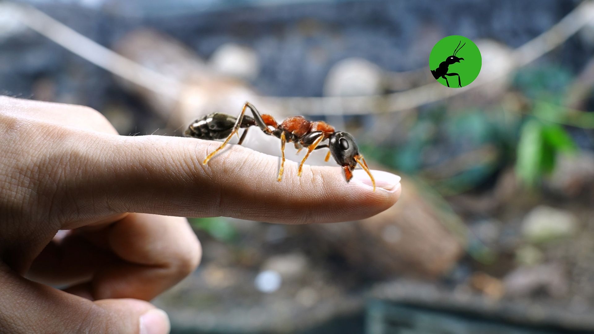 害怕！这应该是我最后悔饲养的蚂蚁了