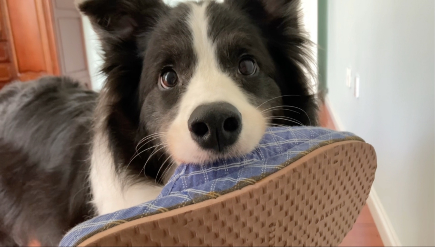 这谁看了不跟着开心呀！