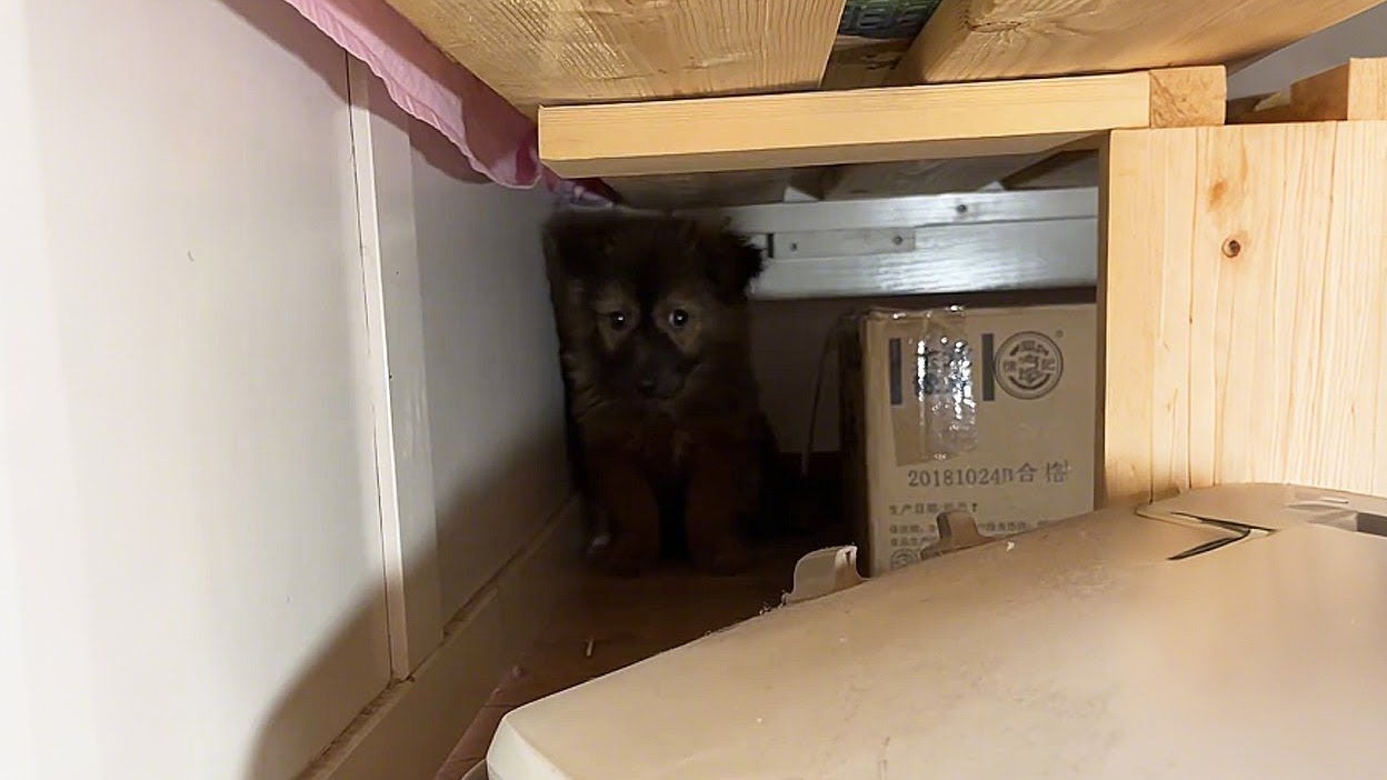 我们收养了一只小狗，但它从来不敢抬头看我们...