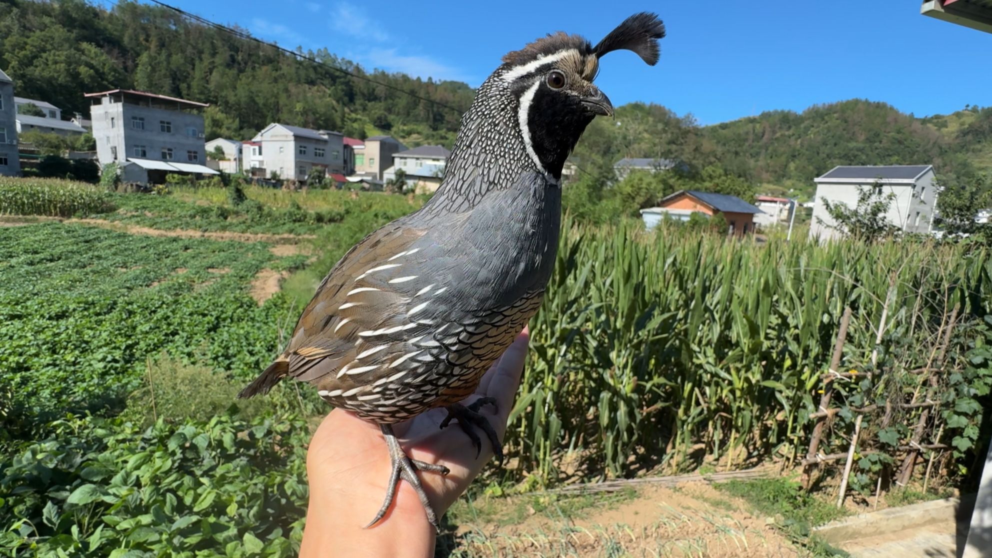 别看它长得萌，脾气很暴躁啊