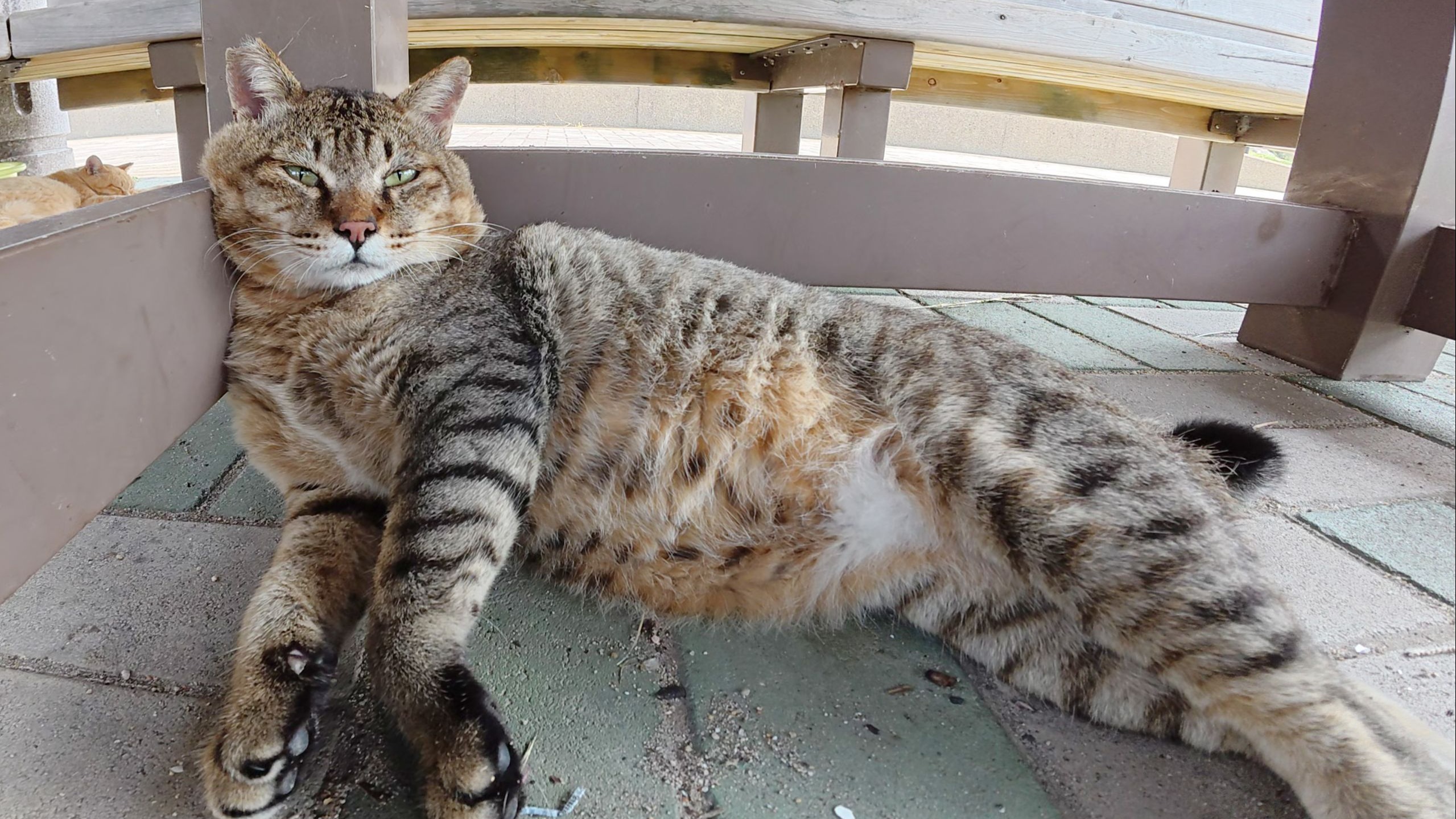 猫咪在长凳下打盹以躲避炎热