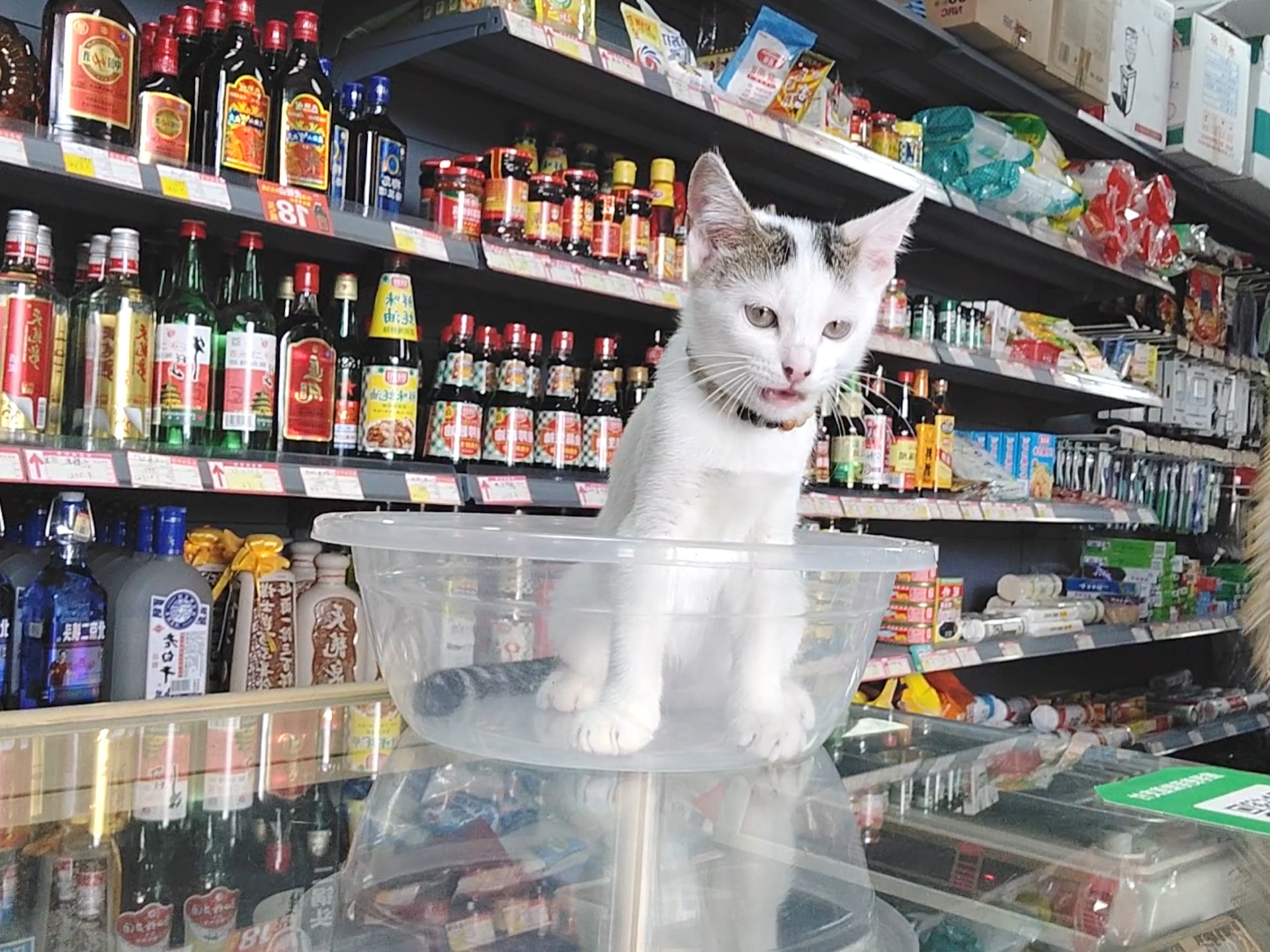 你们几个小玩意想在我这混吃混喝，没门！都给我来上班