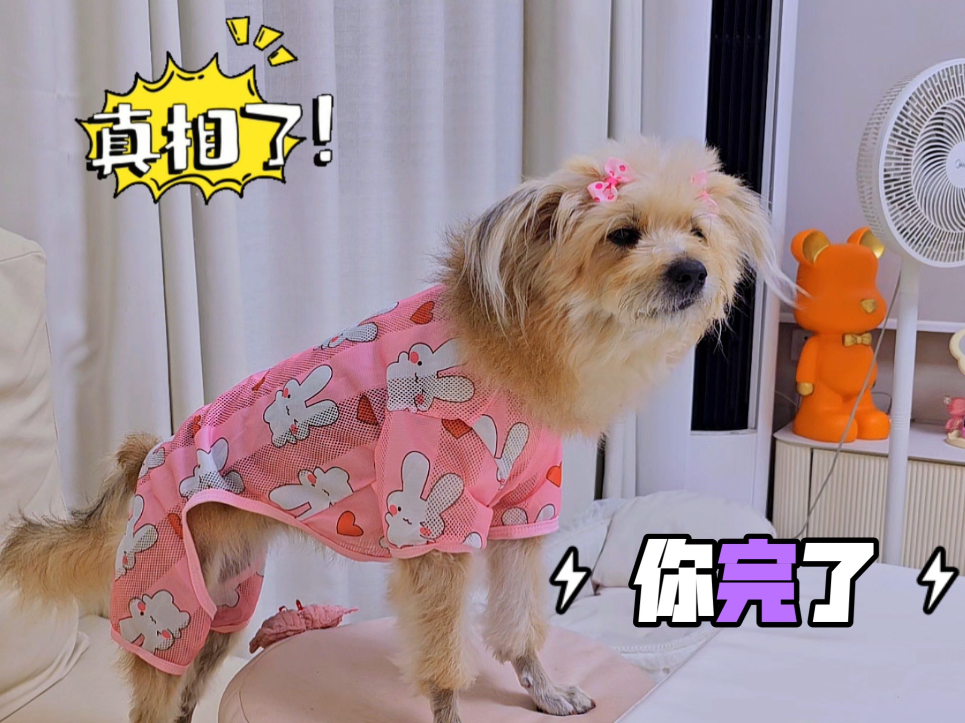 狗狗聪明反被聪明误，惨了