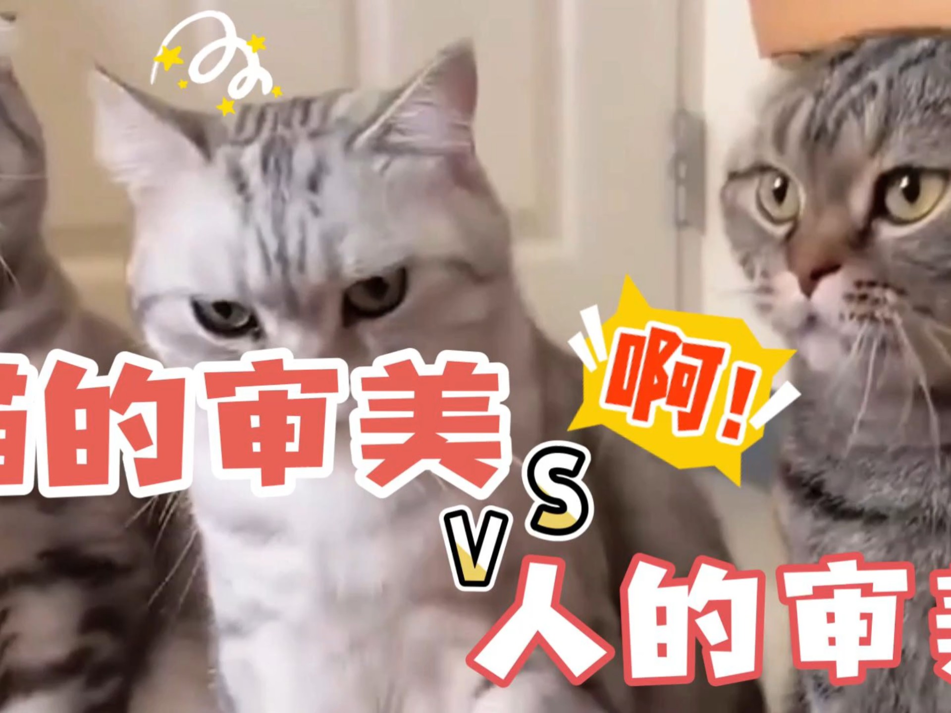 猫咪的审美对比人类的审美！