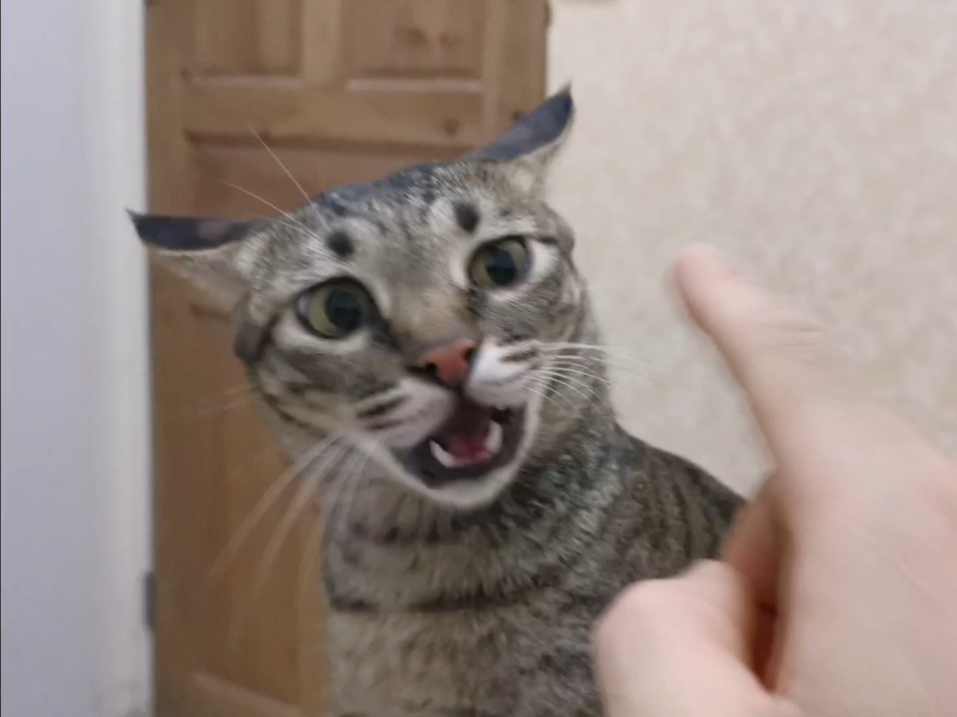 喵师傅：我是狸花猫为我花生。