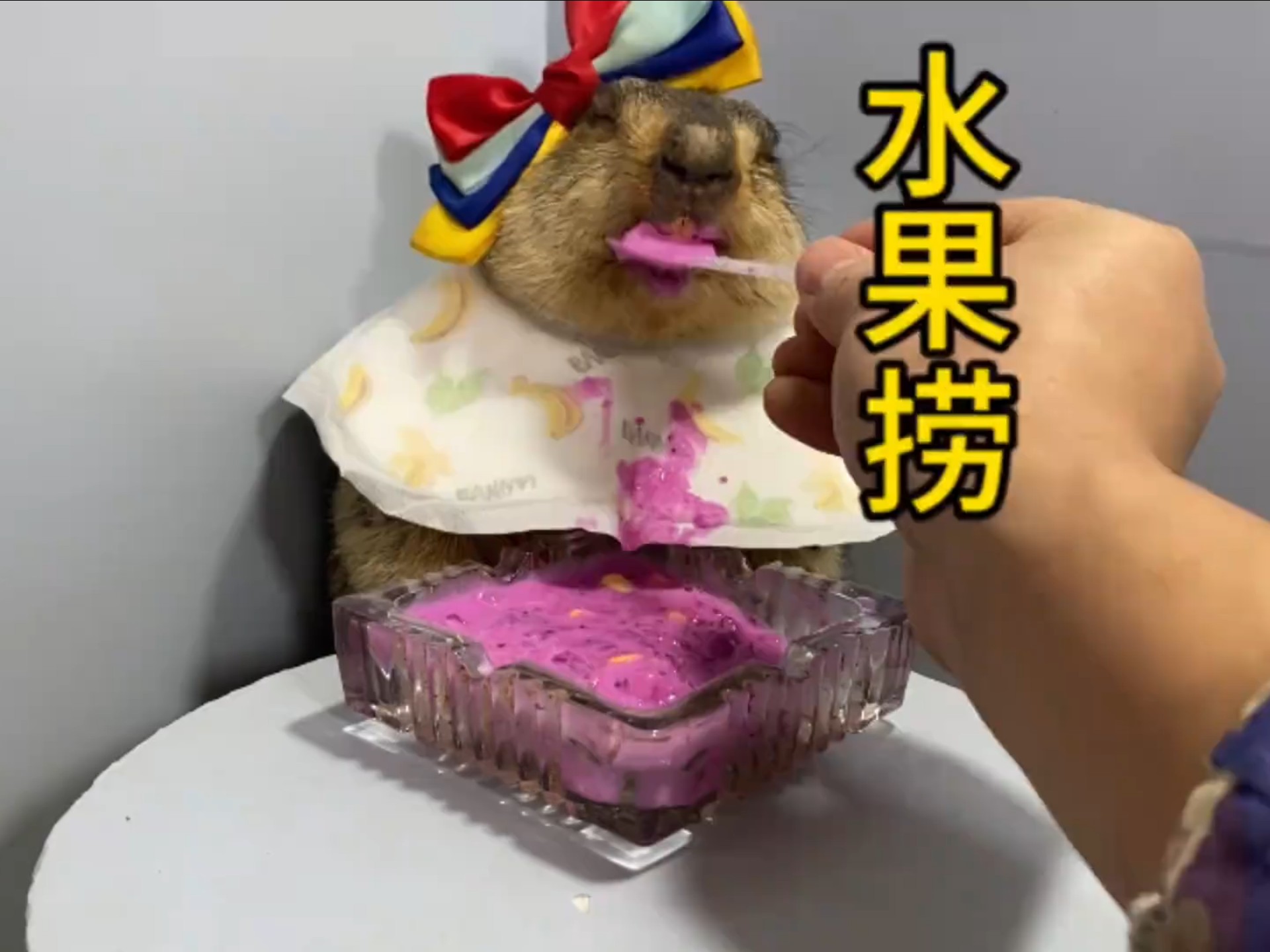 安逸的土拨猪，吃水果捞
