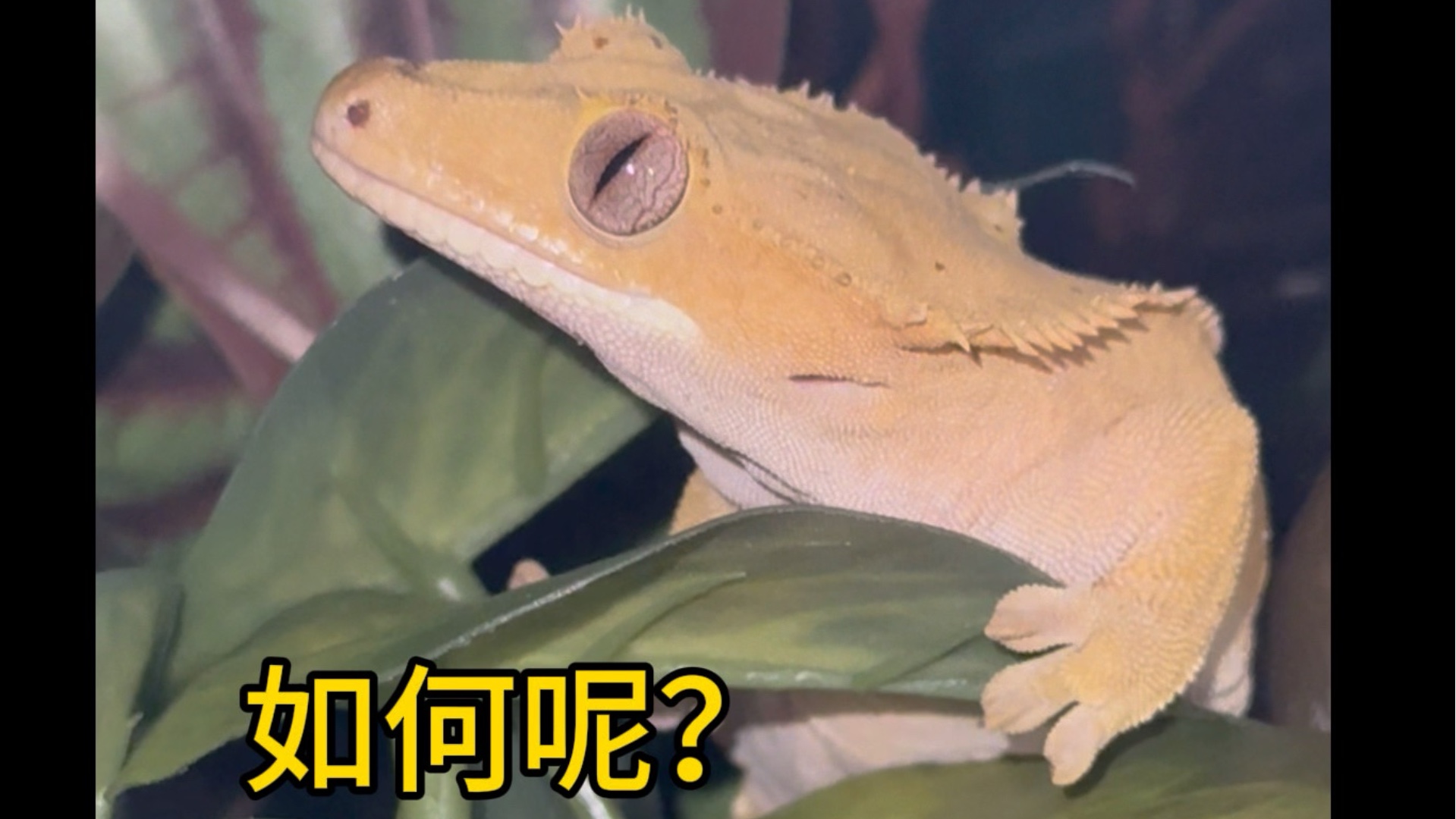 睫角：挑战七天七夜不吃饭！！