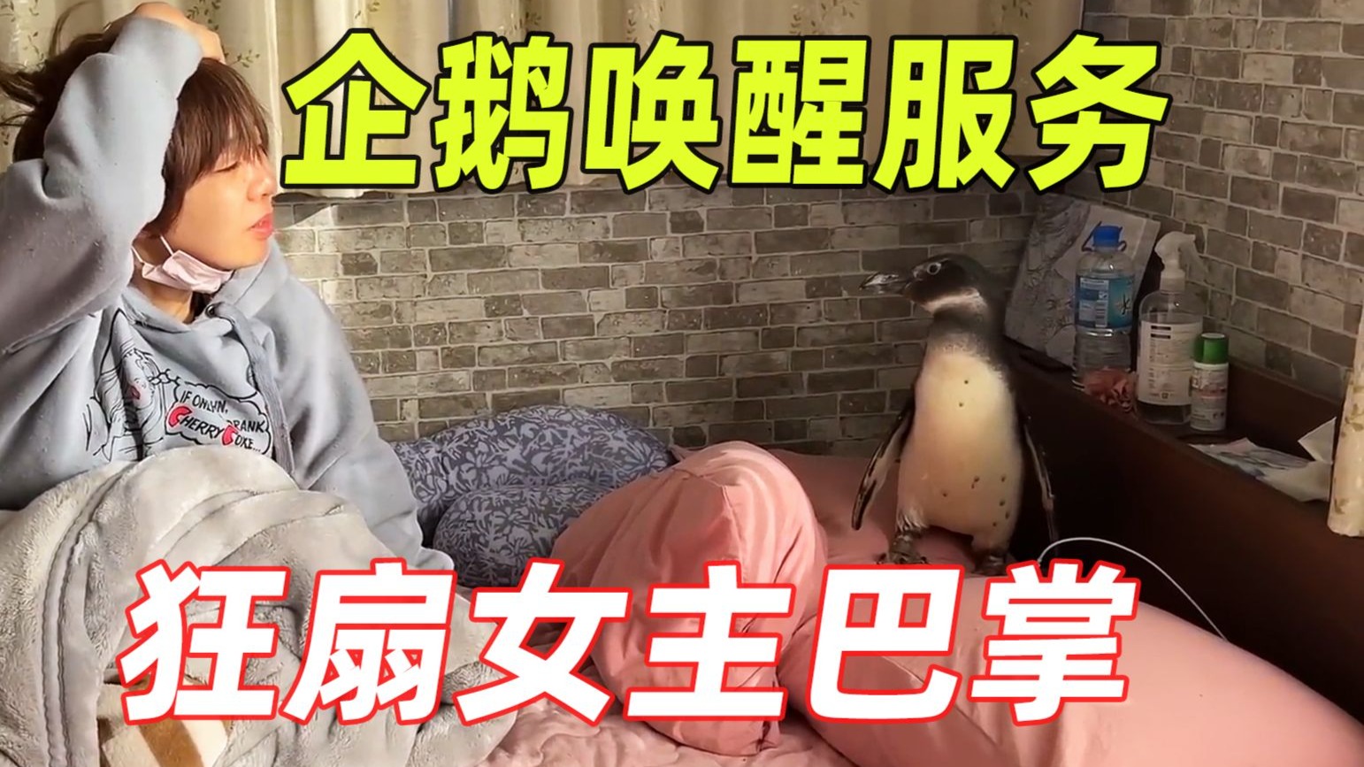 一只智商超高的小企鹅，每天准时唤醒主人，而且还能听懂人话