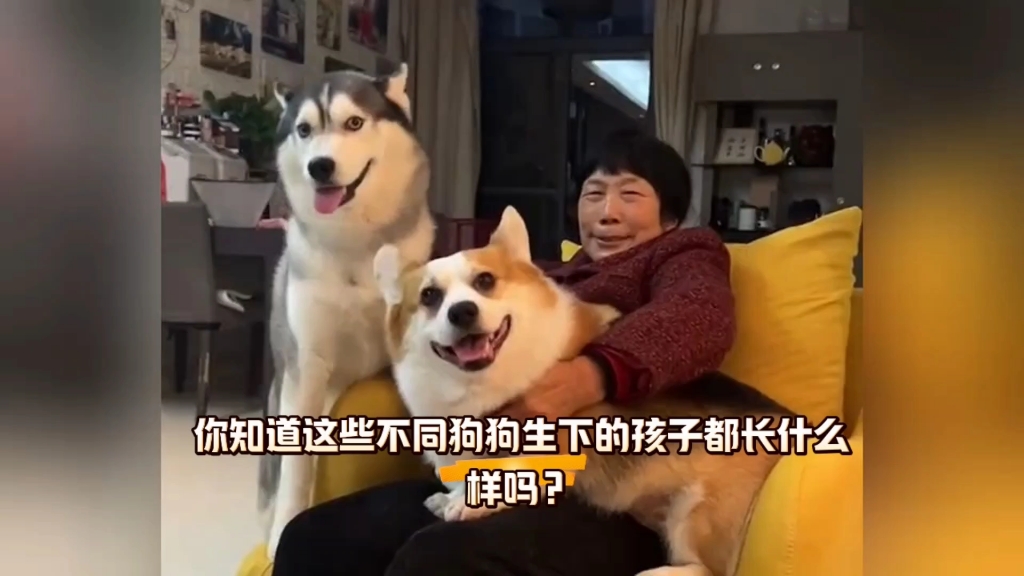 知道那些不同的狗狗生下的孩子长什么样吗？