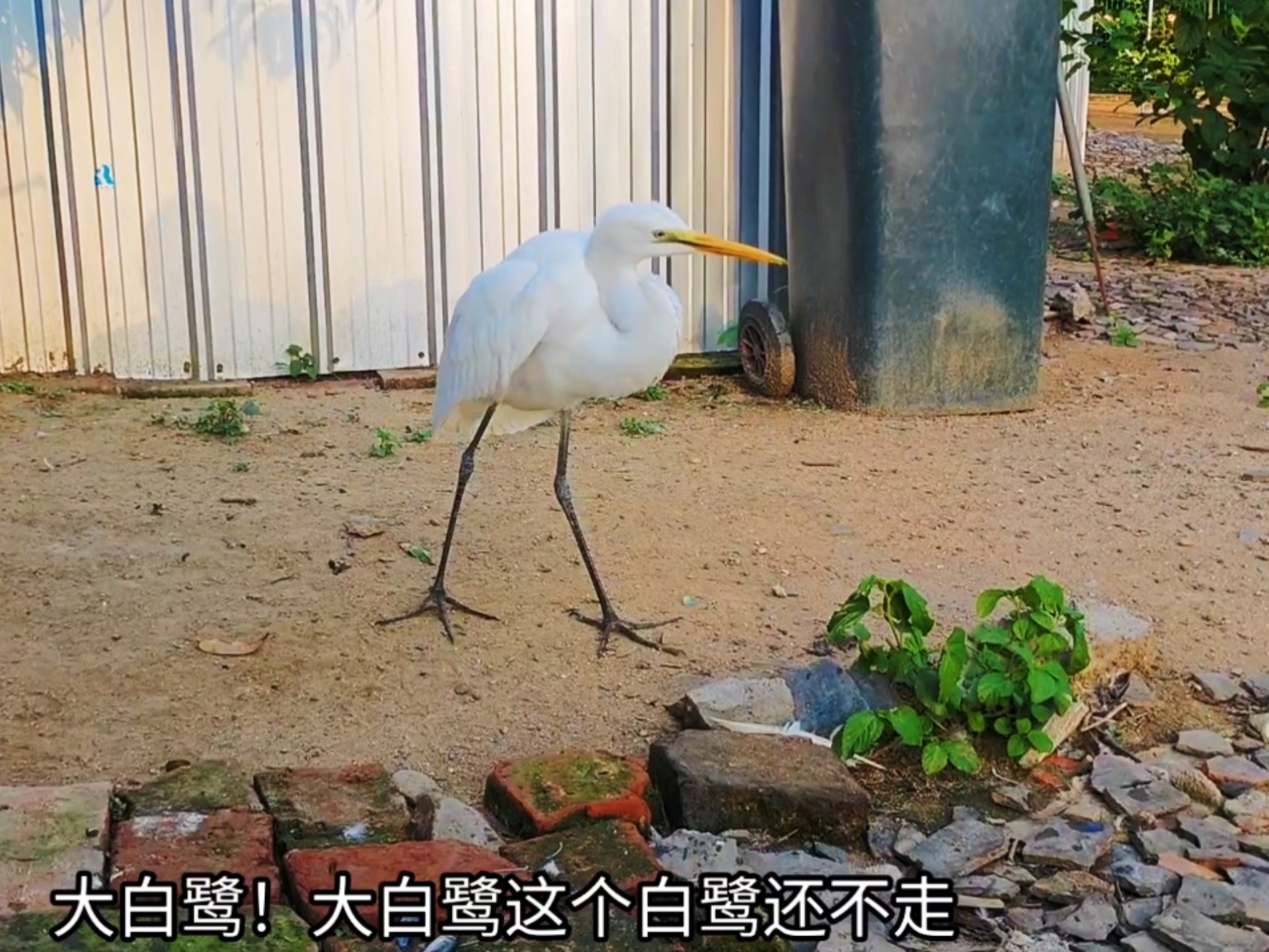 一麻袋小鱼都要被吃完了，这大白鹭没有一点要走的意思！