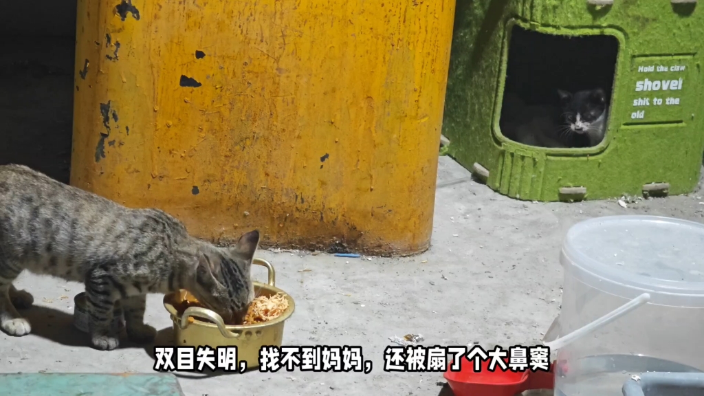 【夏星酒馆】最新视频上线，求关注！