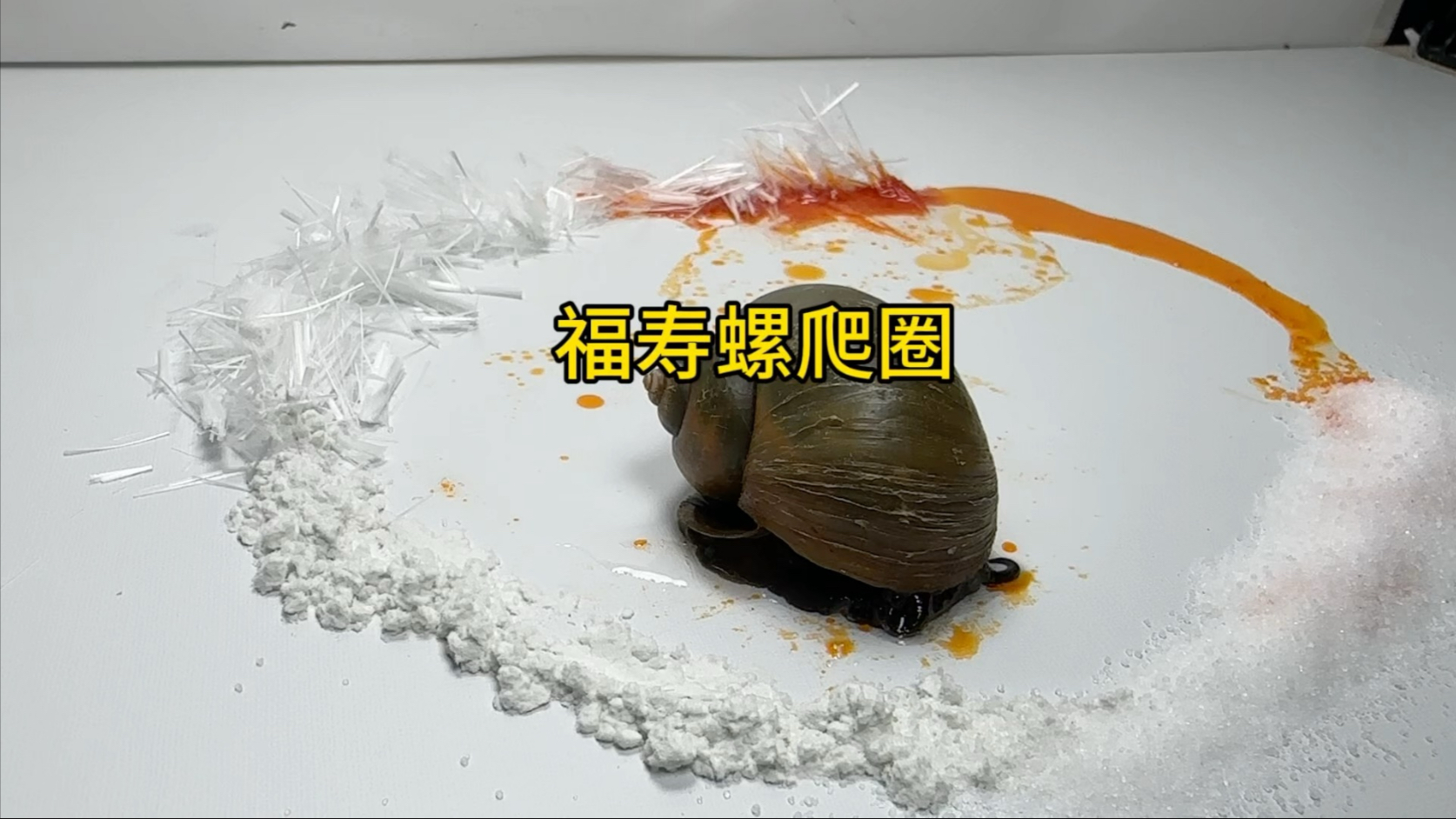 把福寿螺放进由玻璃纤维，辣椒油，痒痒粉和盐组成的圈内，福寿螺能