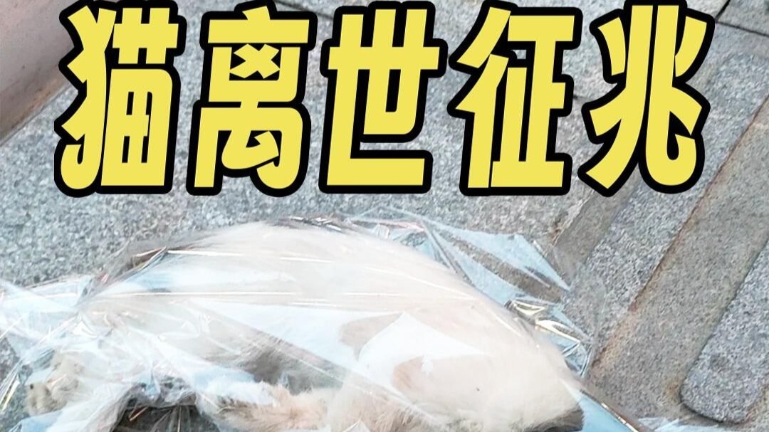 猫咪离世前的四大信号⚠不看后悔❗