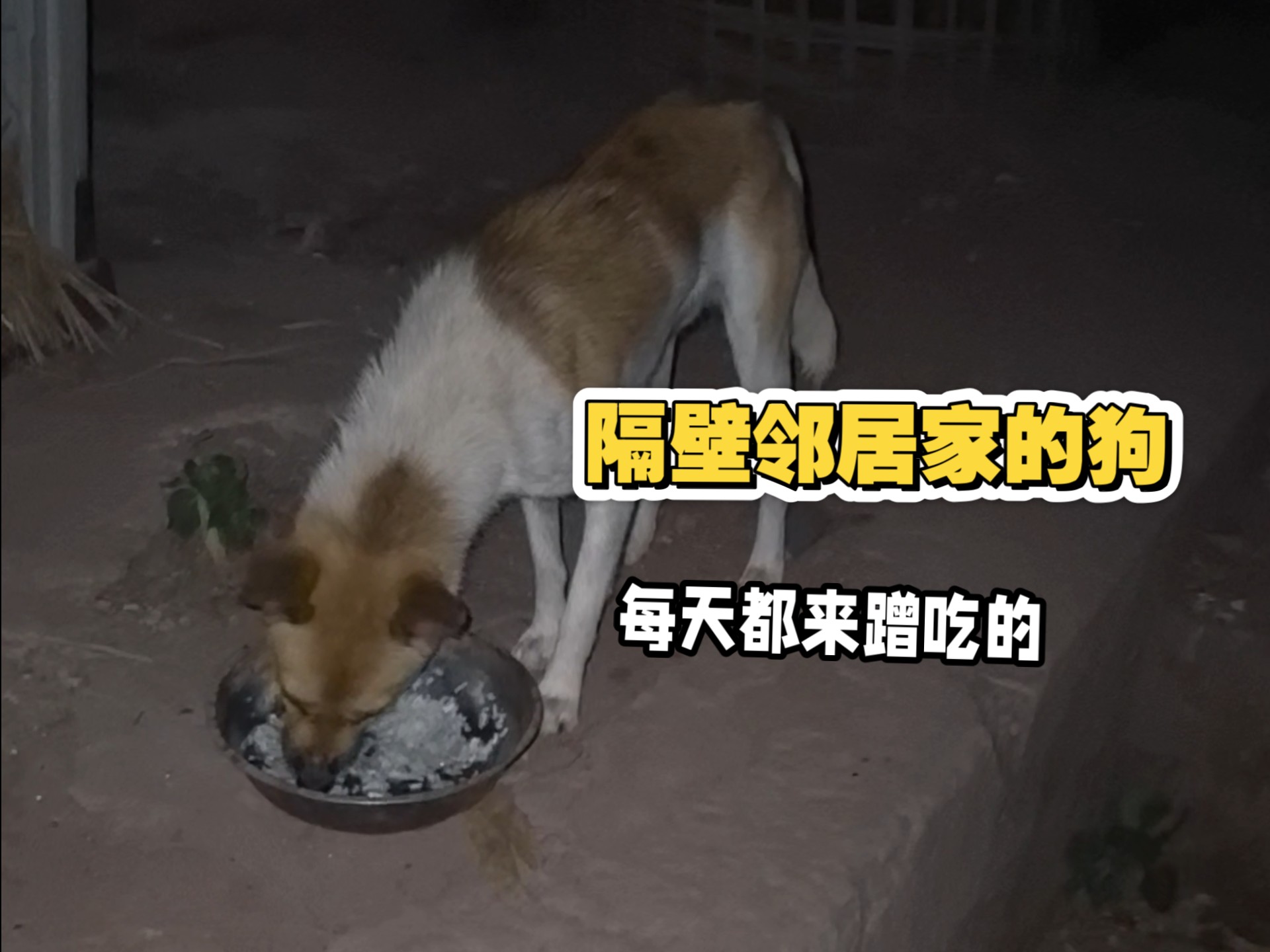 今天晚上的狗饭，还是比较丰盛的