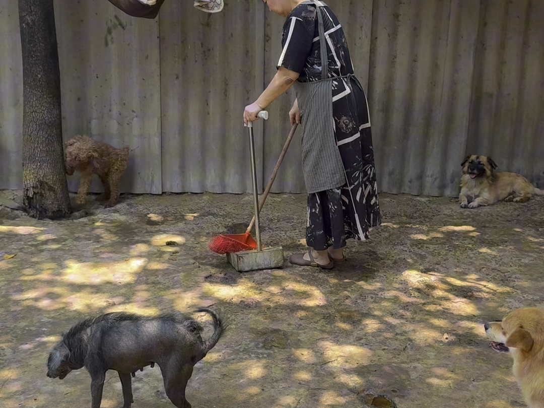 不知不觉已经陪伴这些毛孩子十多年了，这些年的艰苦生活让我感