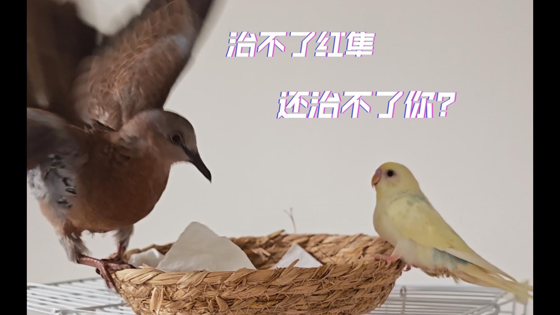 阳台鸠鸠||小鸠鸠大战鹦鹉