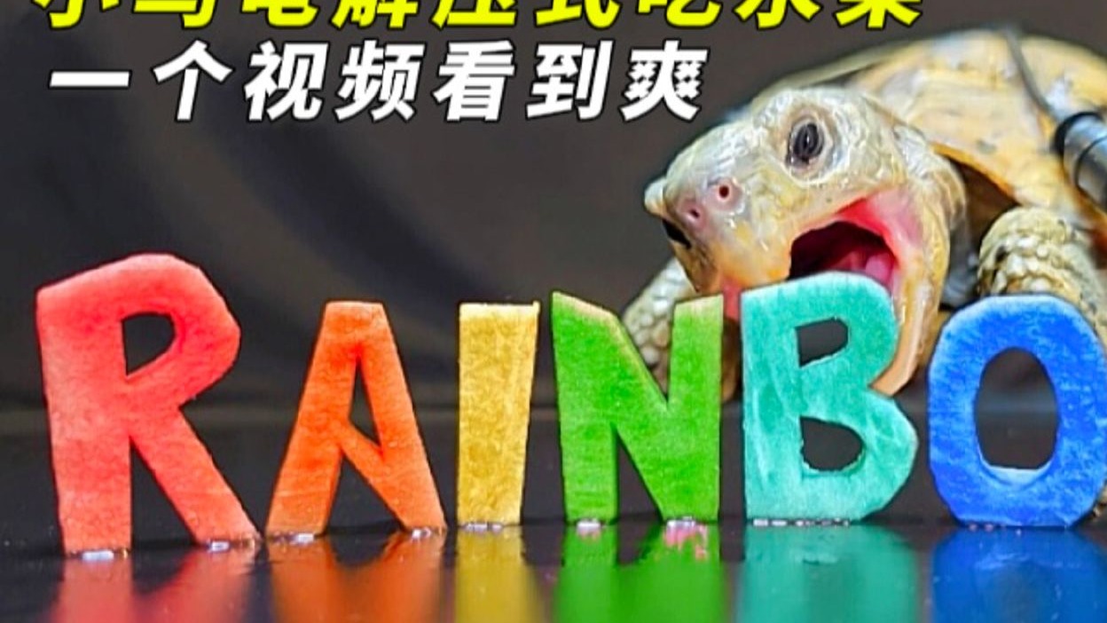小乌龟吃彩色西瓜，一口一口嘎嘣脆，这感觉太爽了