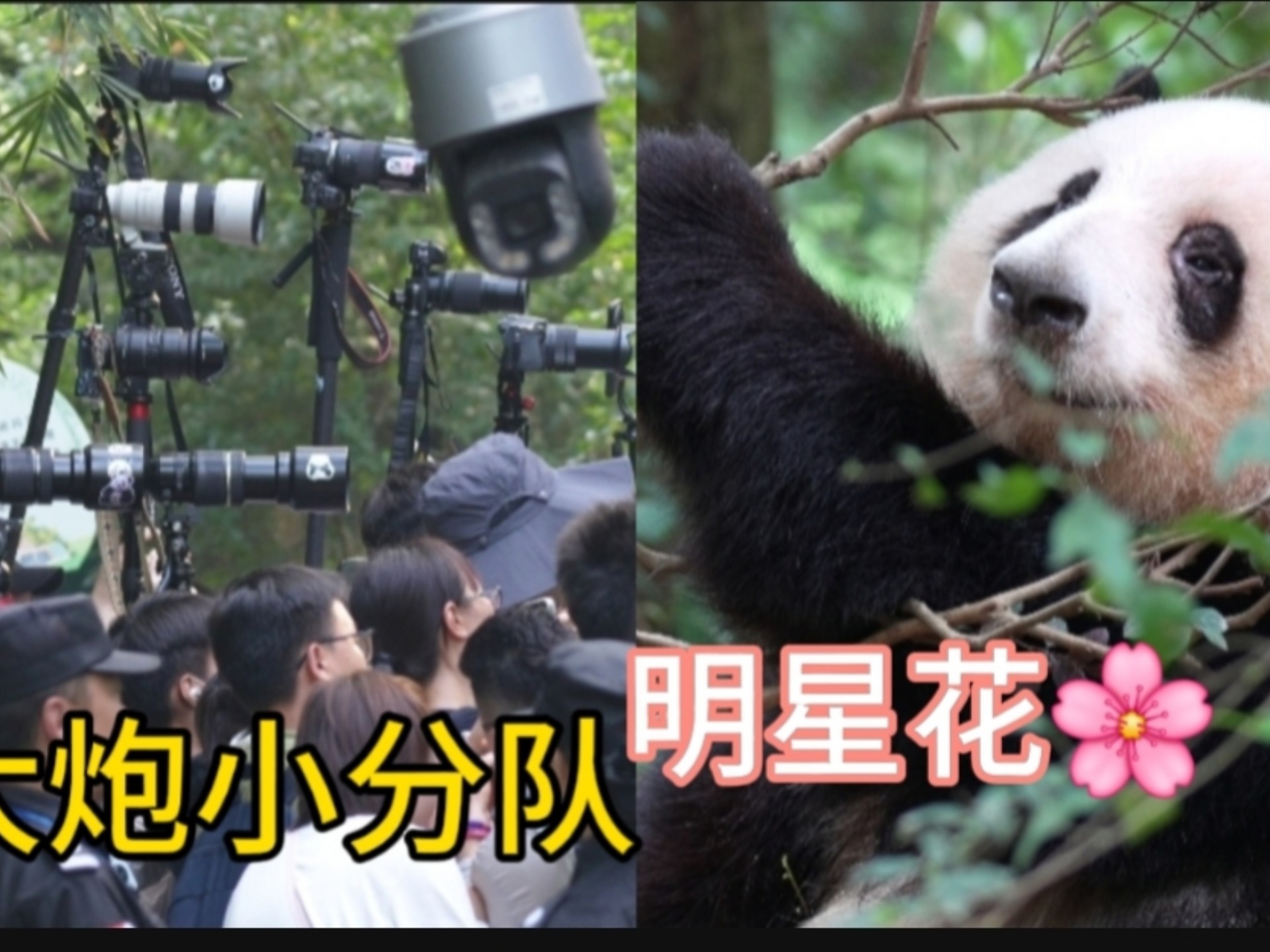 6.26明星花花和她的长枪短炮小分队，花花也不让叔叔姨姨白排，和