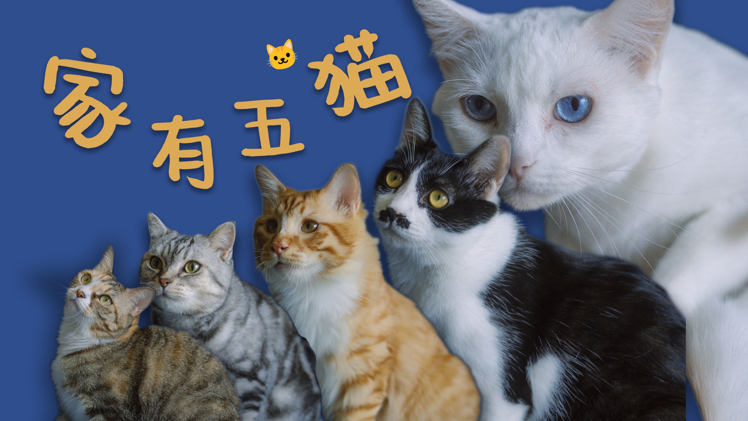 一年救了五只流浪猫，家里成了猫咖！多猫家庭相处经验分享