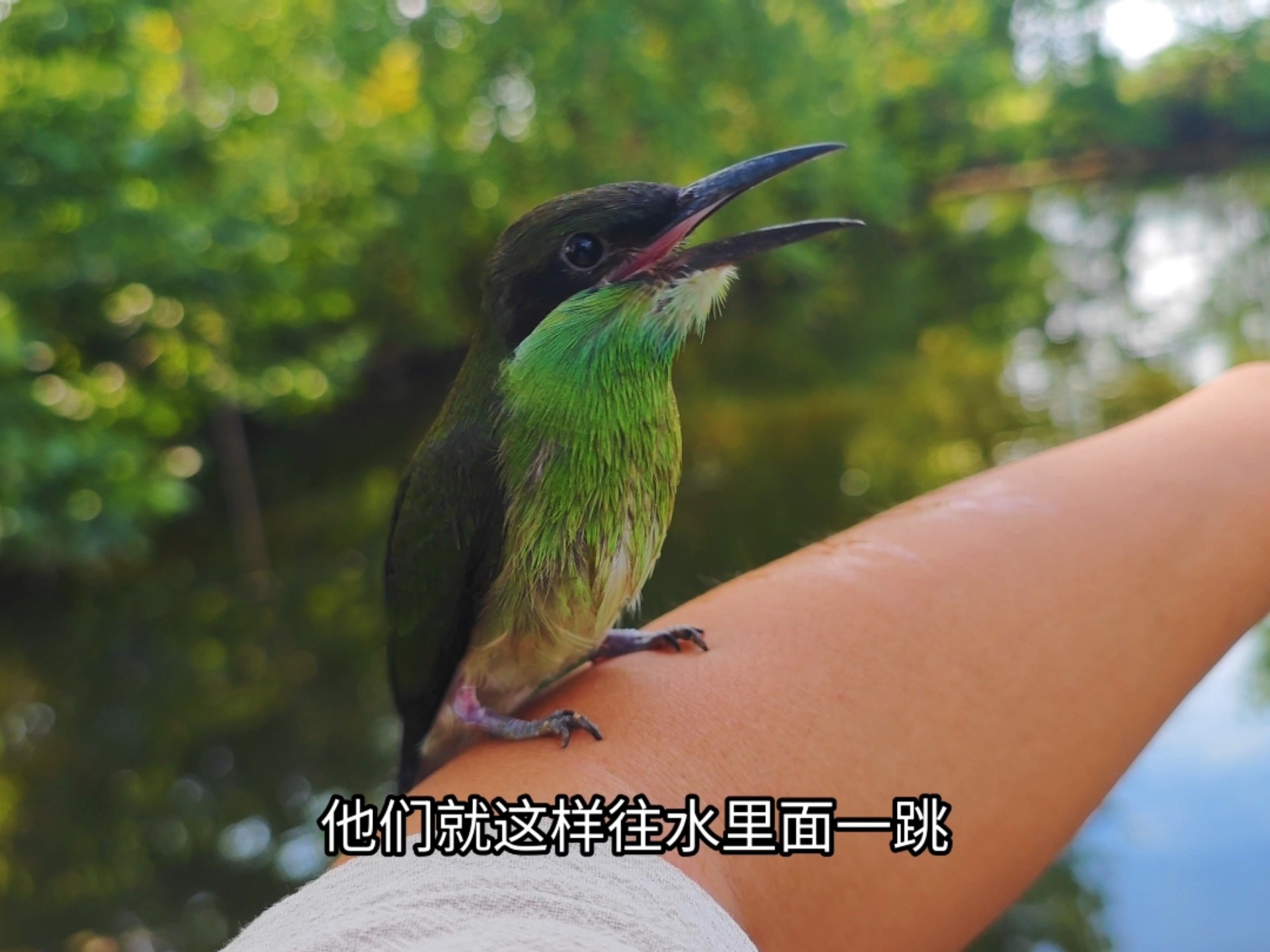 会跳水的小鸟！