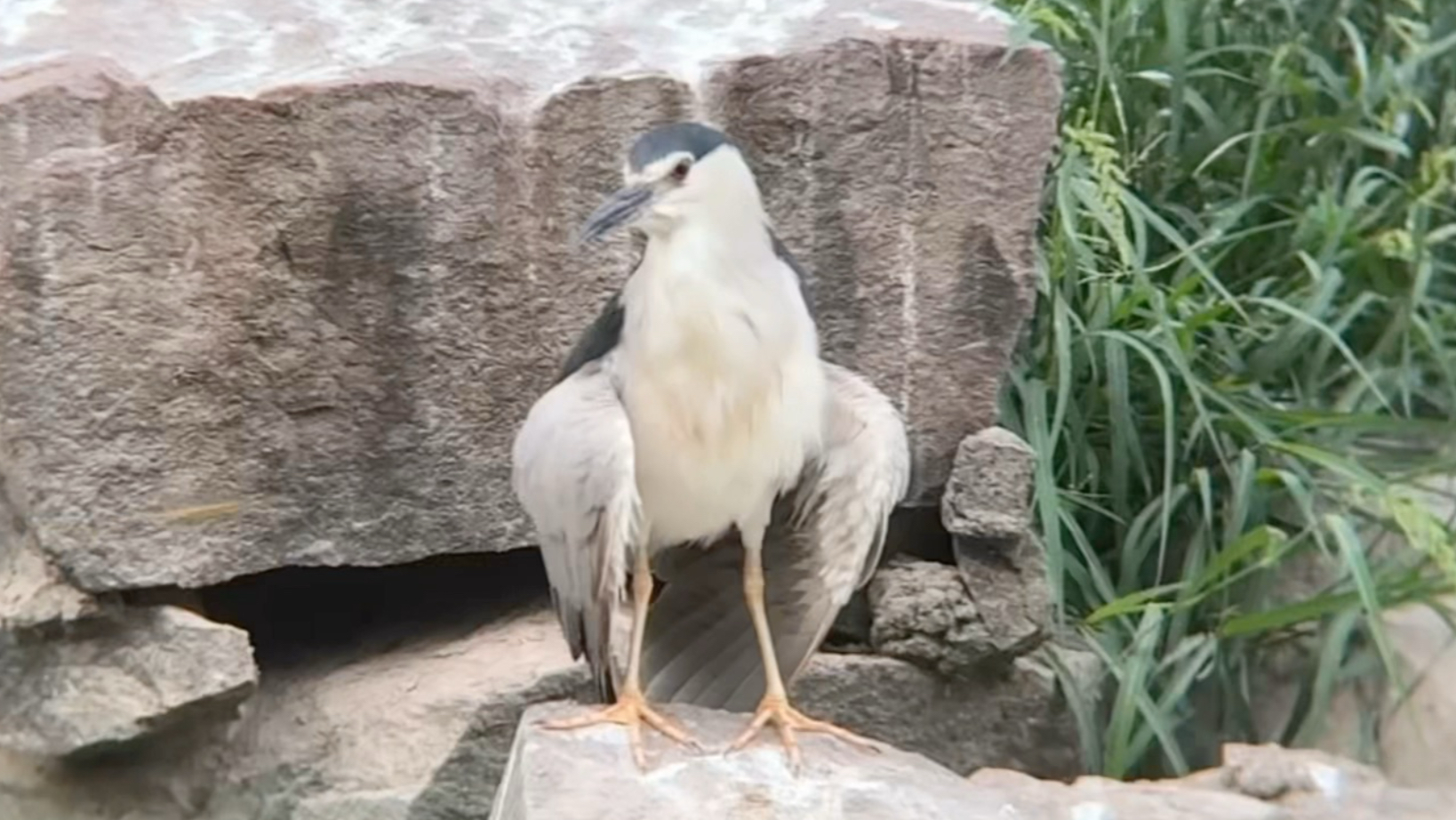 夜师傅cos座山雕？