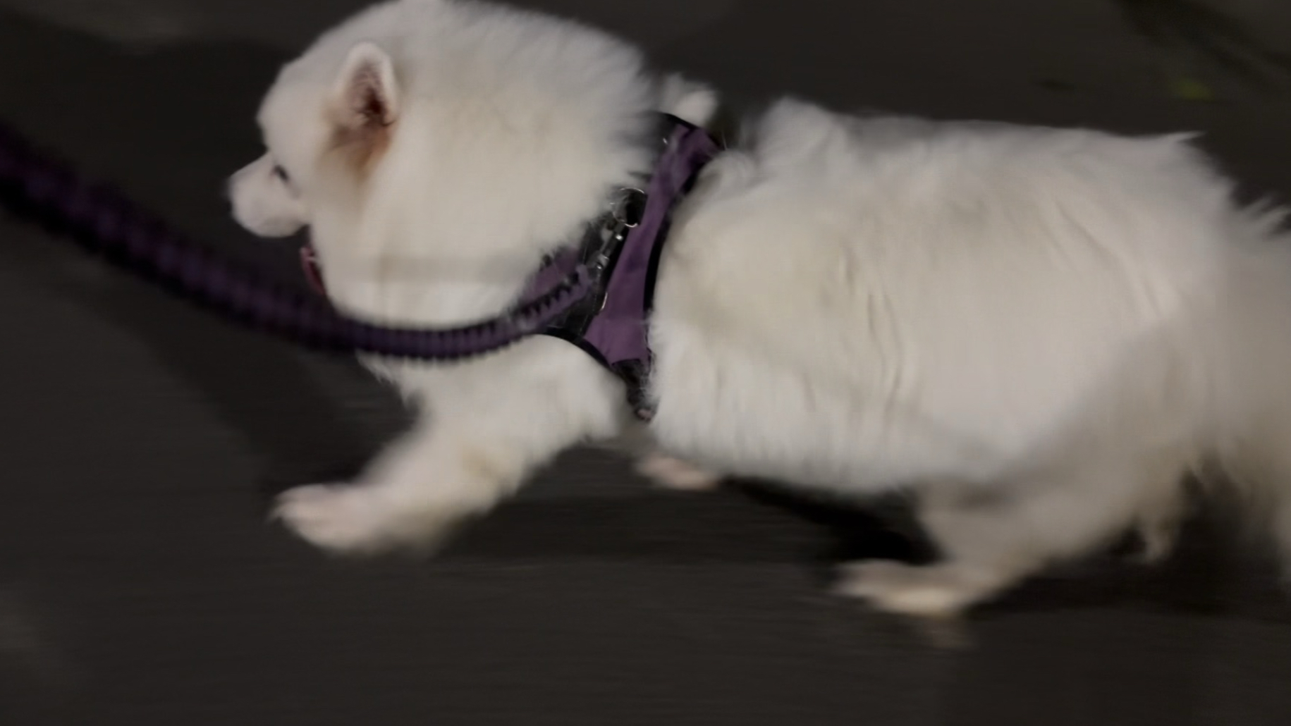 以防你没看过顺拐的小狗