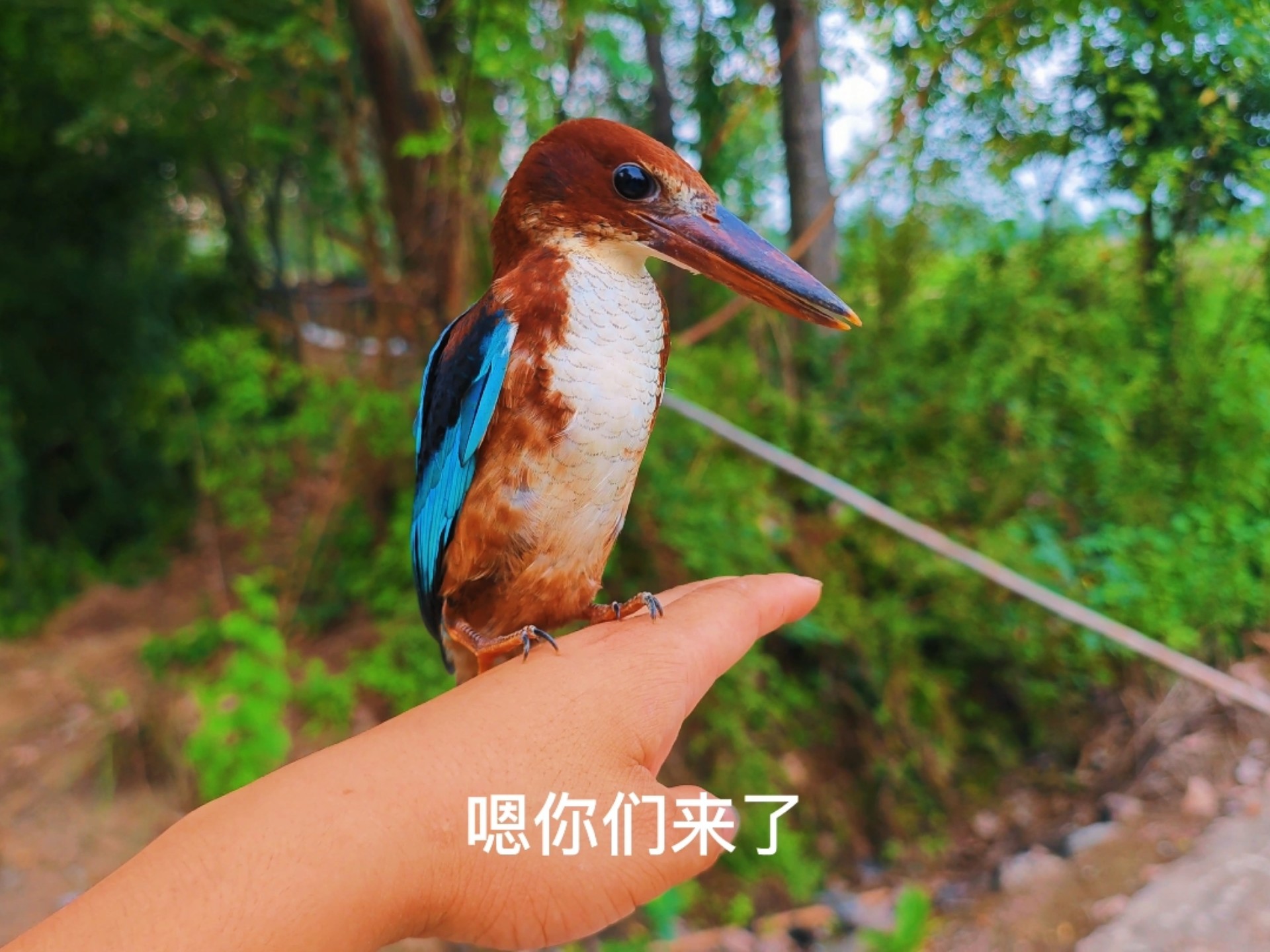 这鸟嘴巴太狠了，一口就给我干挂彩了还想吃我的燕子！