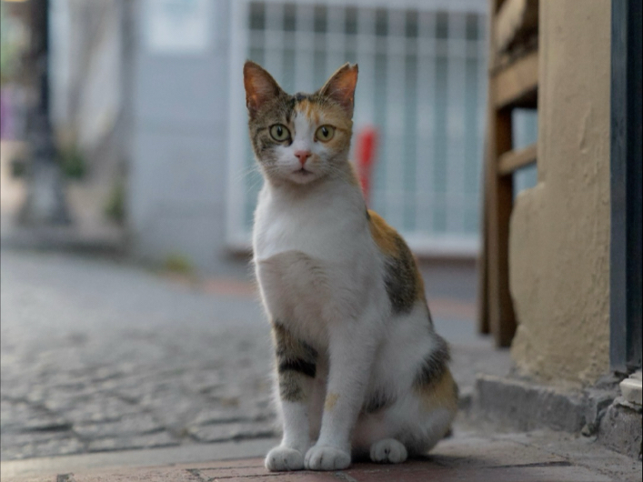 小花小花，你这么乖，你妈妈知道吗？