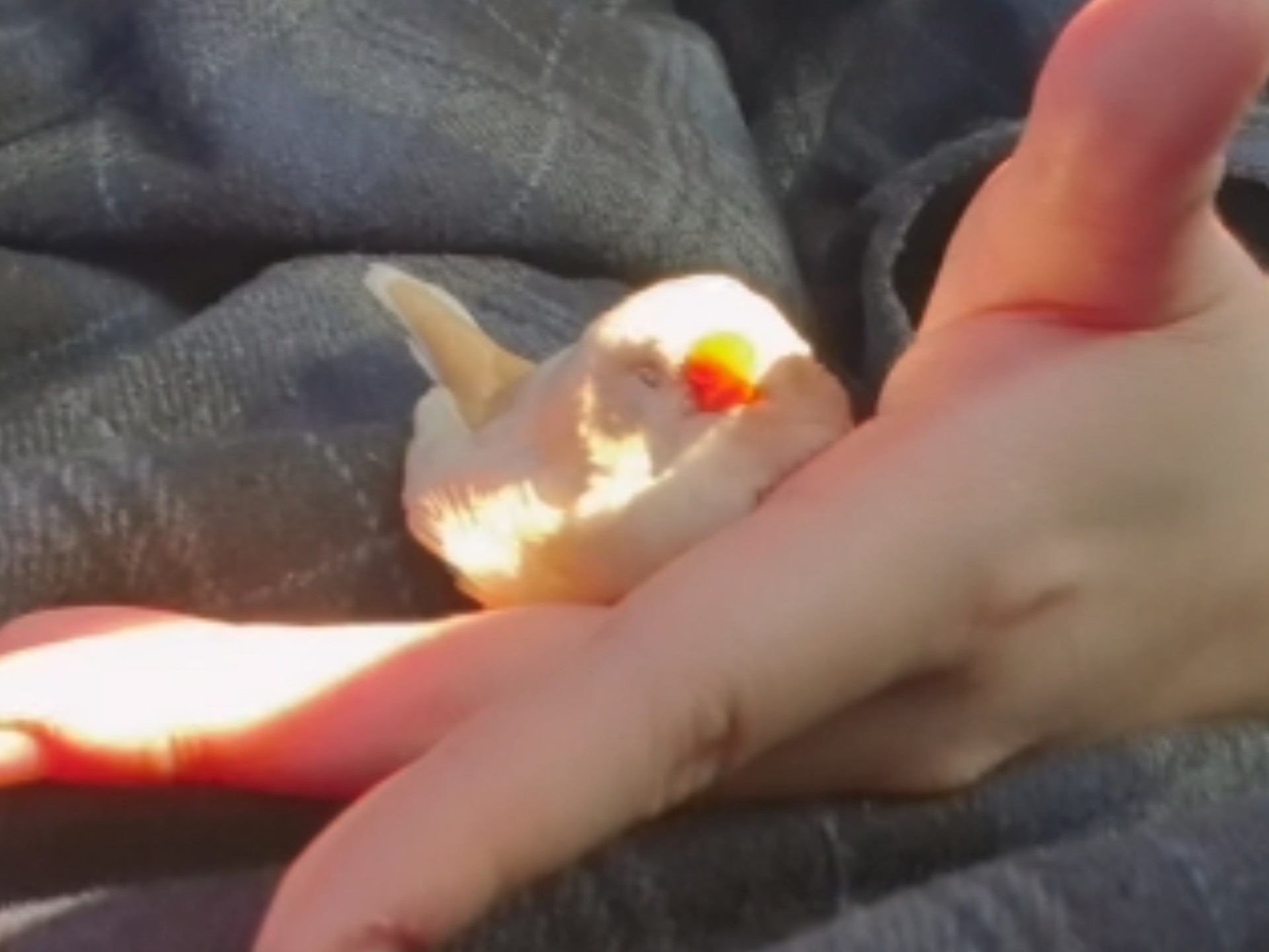 晒太阳舒服的融化噜