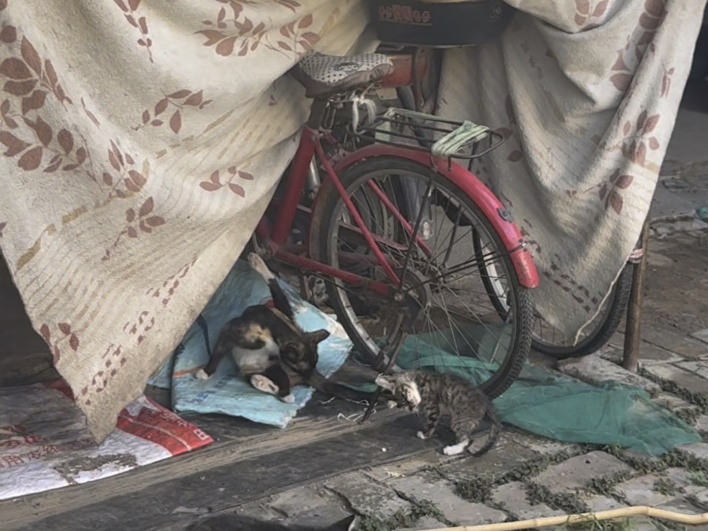 我用一只猫养活了50只流浪猫