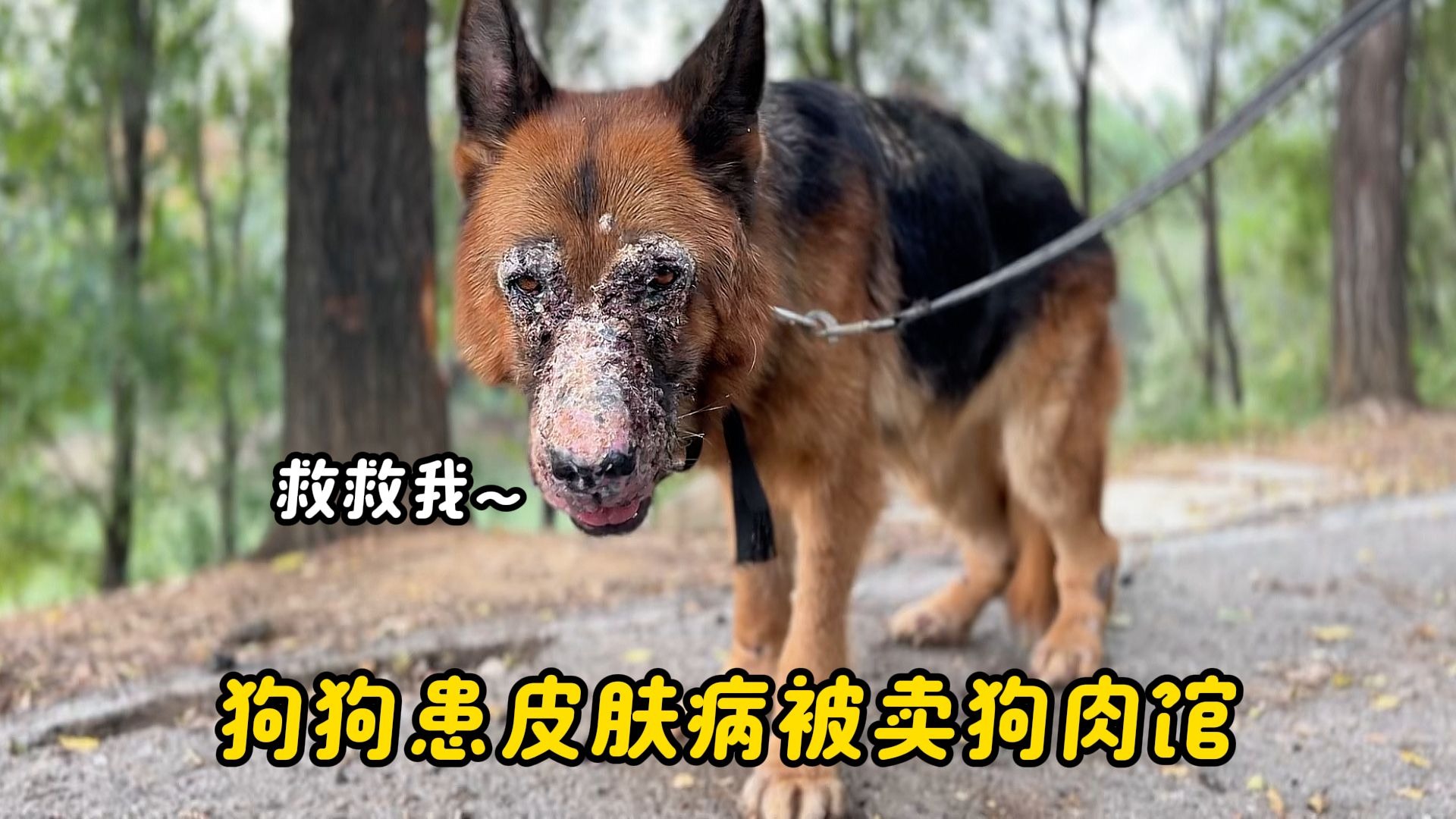 瘦骨嶙峋的德牧繁殖犬，皮肤严重溃烂肿胀，被主人狠心送去狗肉馆