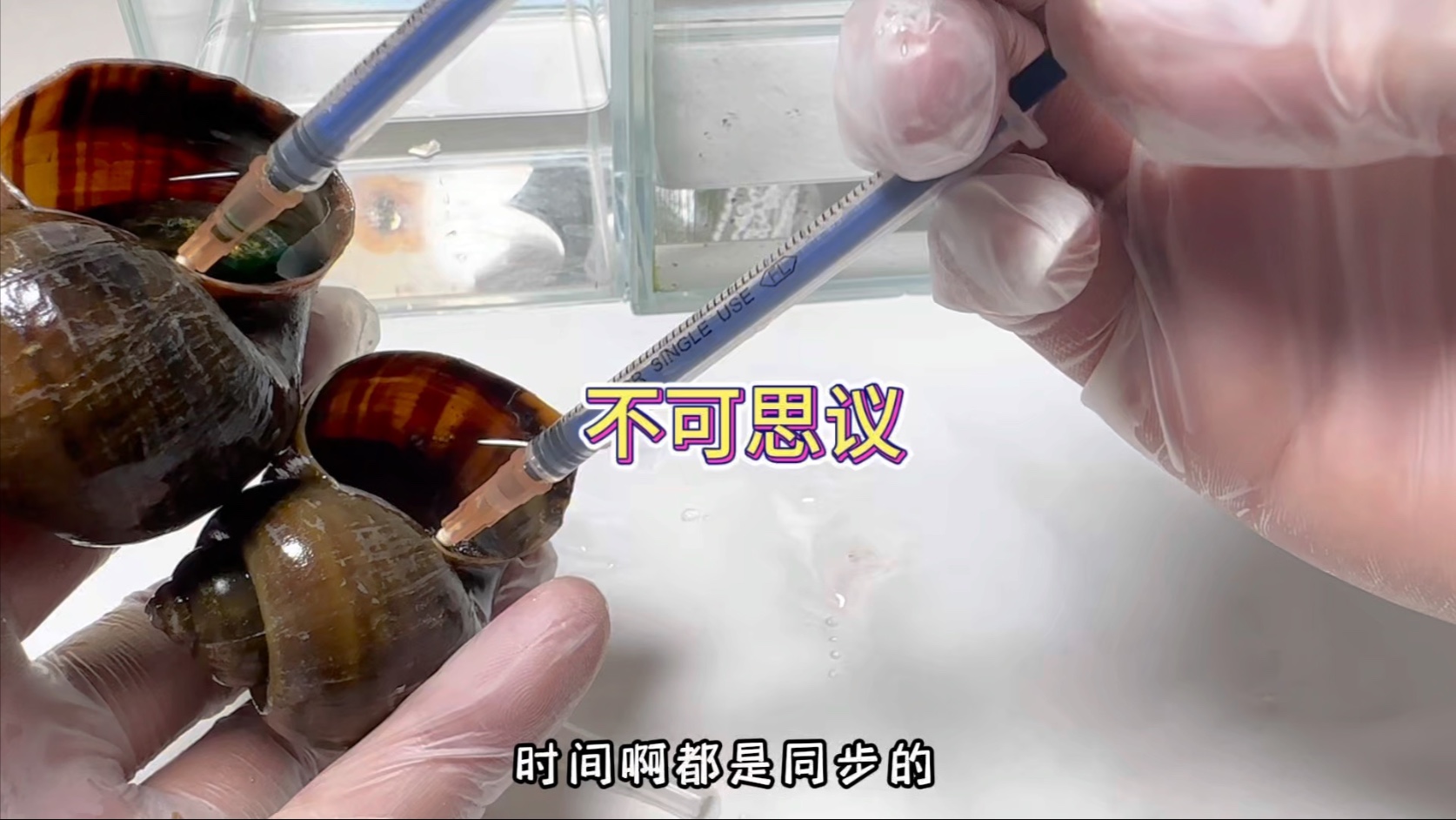 没想到在我手上还能有幸存螺！